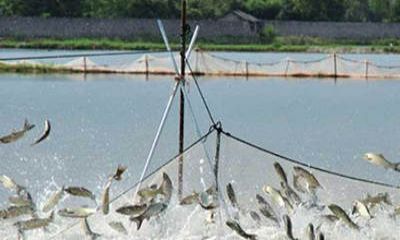 魚塘監(jiān)控安裝過程中，應該選擇紅外攝像頭還是全彩攝像頭